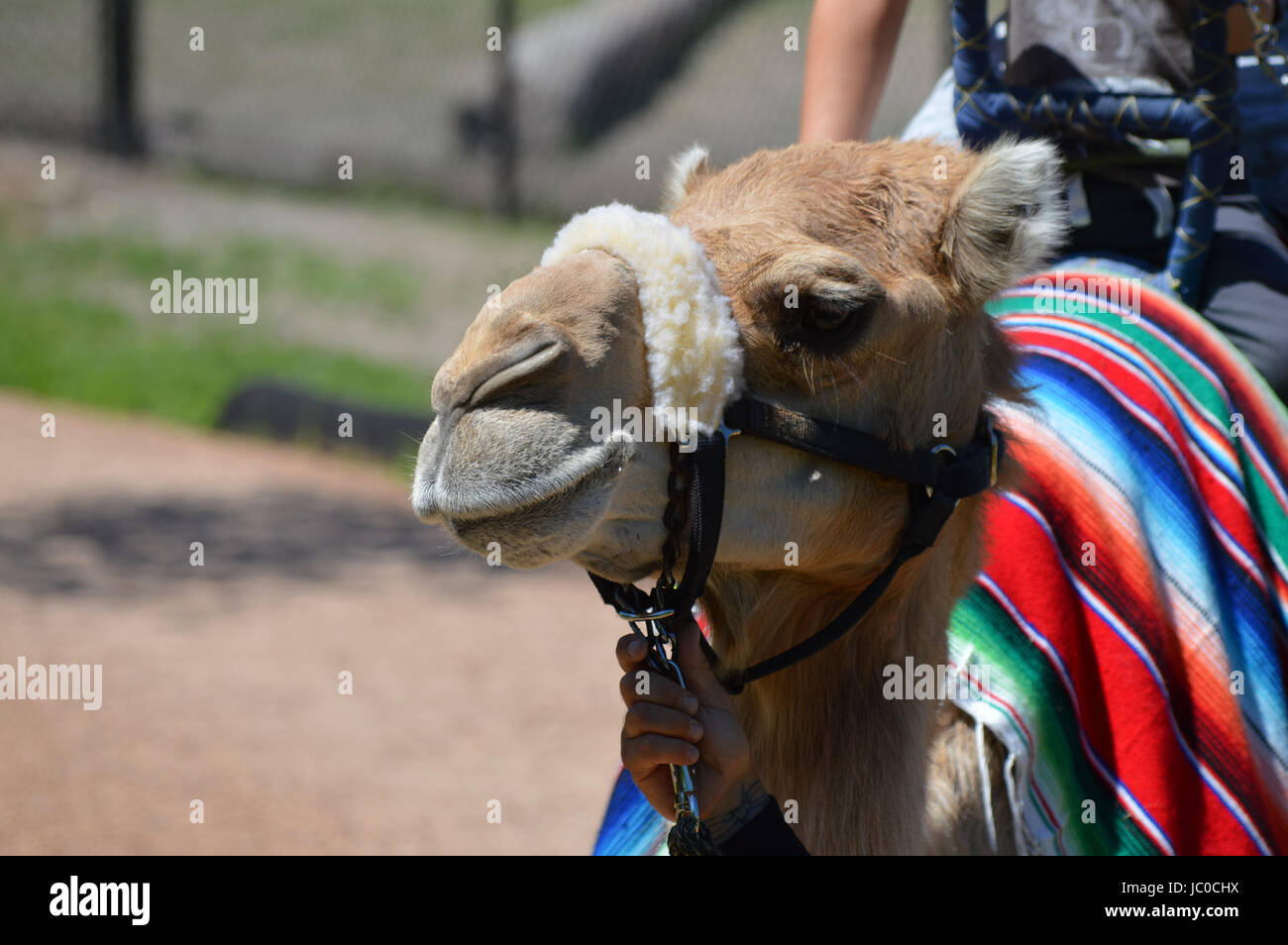 Camel rides at the Minnesota Zoo Stock Photo Alamy