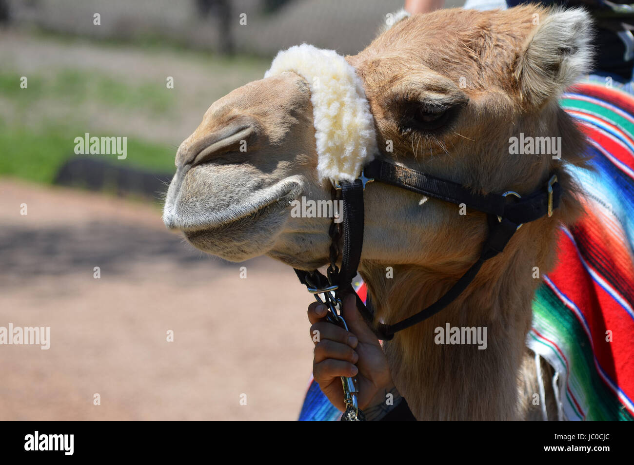 Camel rides at the Minnesota Zoo Stock Photo Alamy