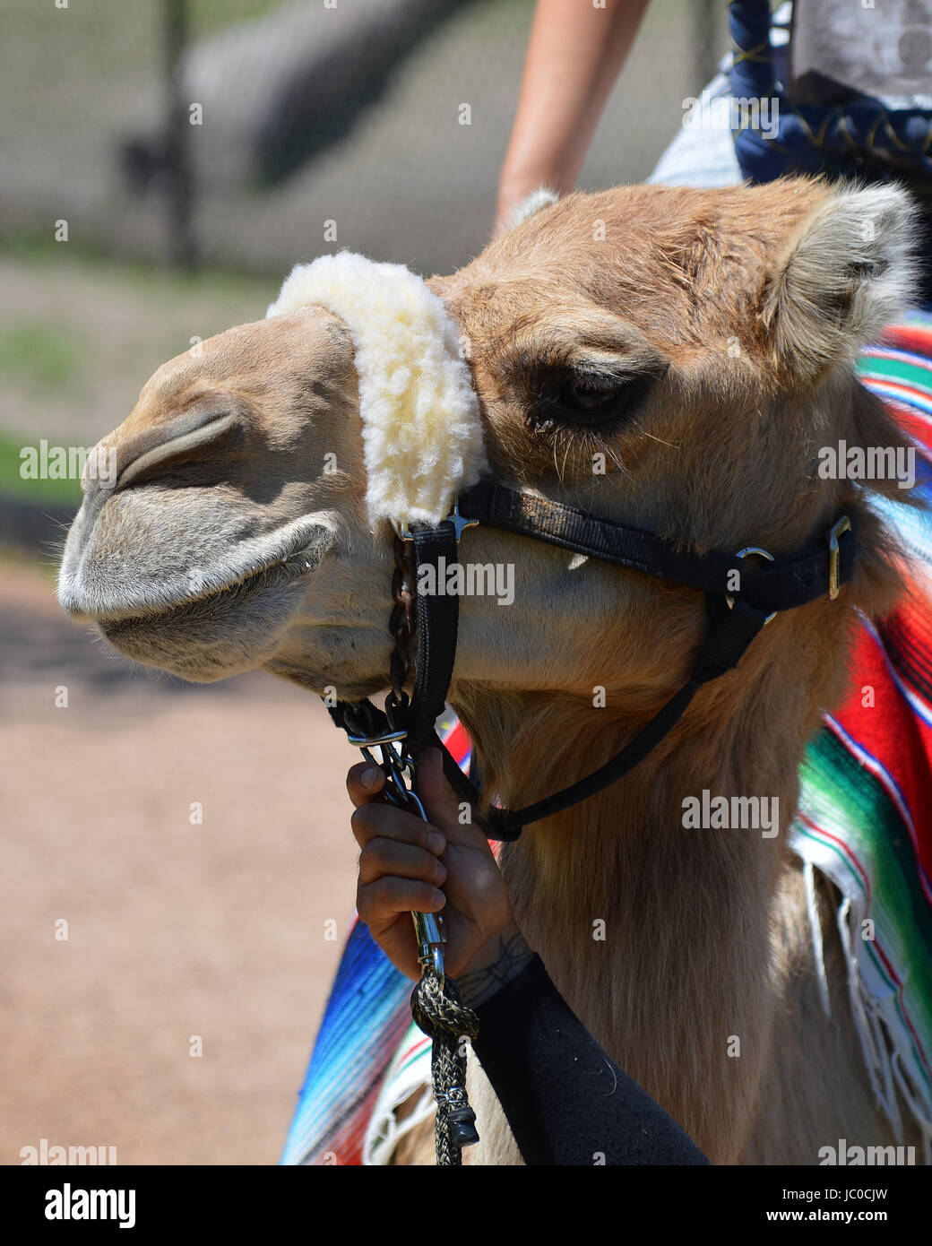 Camel rides at the Minnesota Zoo Stock Photo Alamy