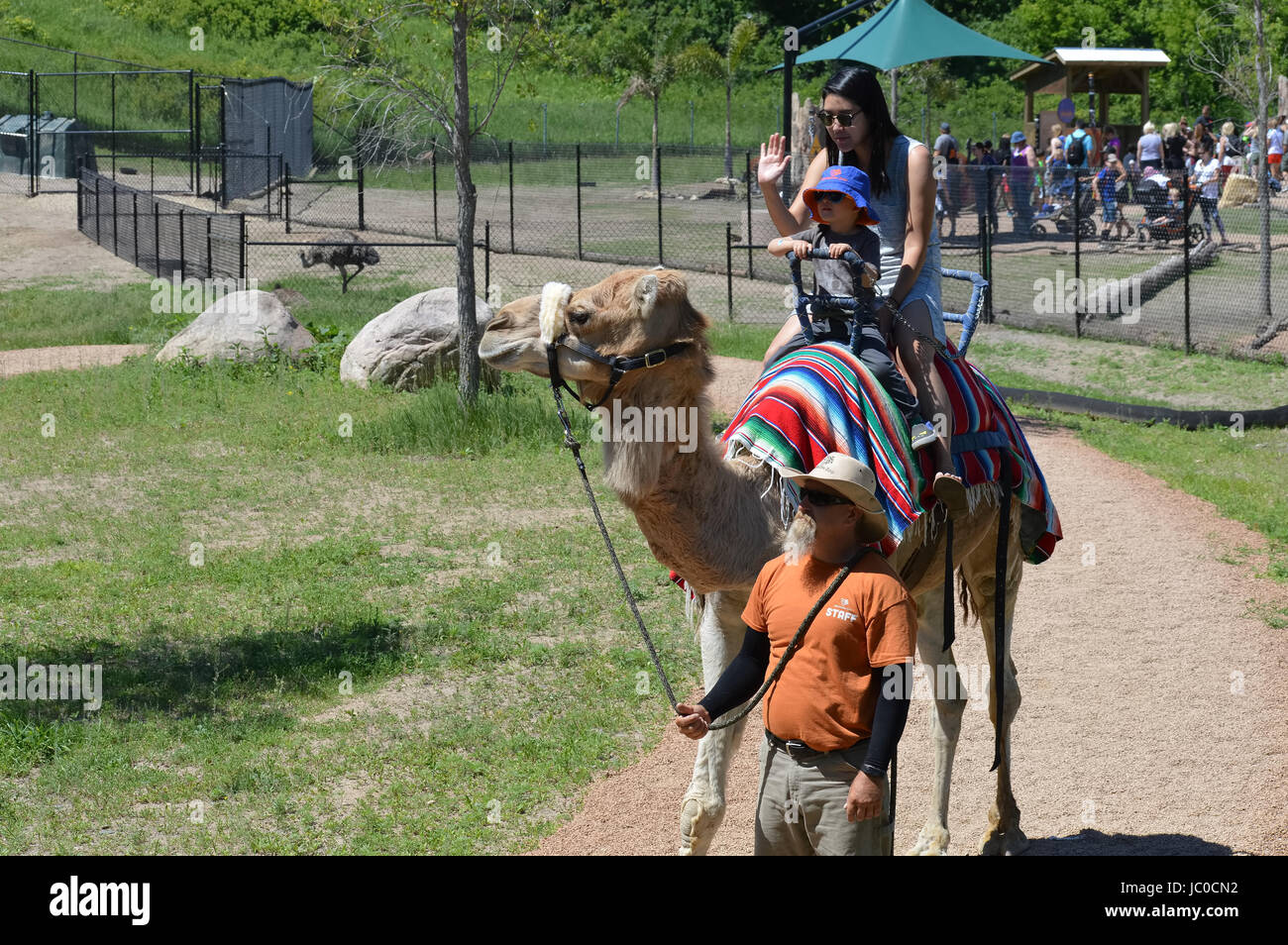 Camel rides at the Minnesota Zoo Stock Photo Alamy