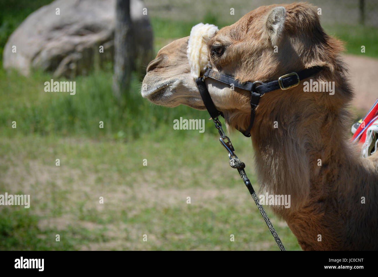 Camel rides at the Minnesota Zoo Stock Photo