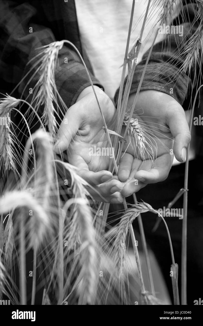 Closeup black and white photo of ripe wheat spikes in hands Stock Photo