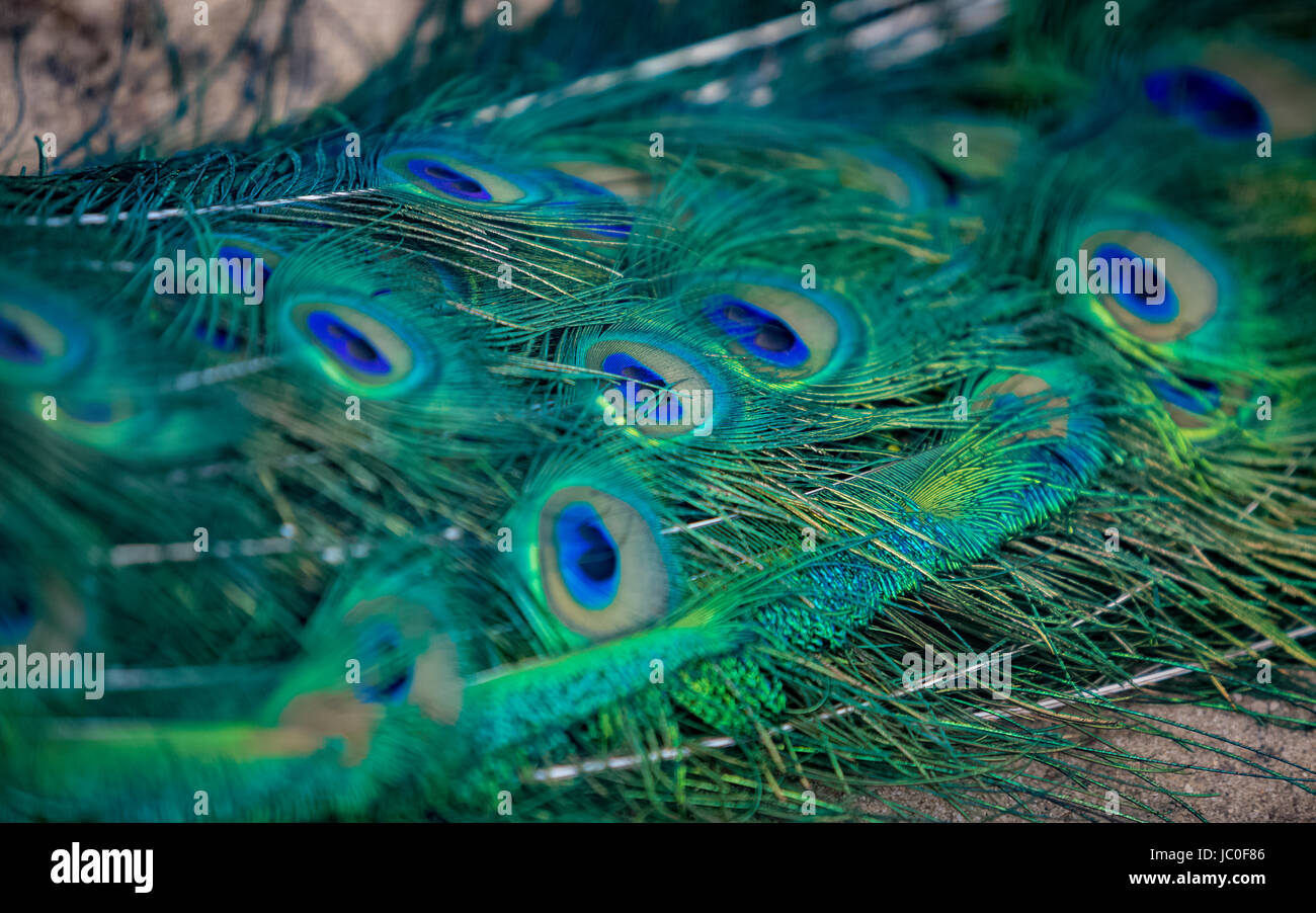 Closeup texture of colorful blue and green feather at peacock plumage ...