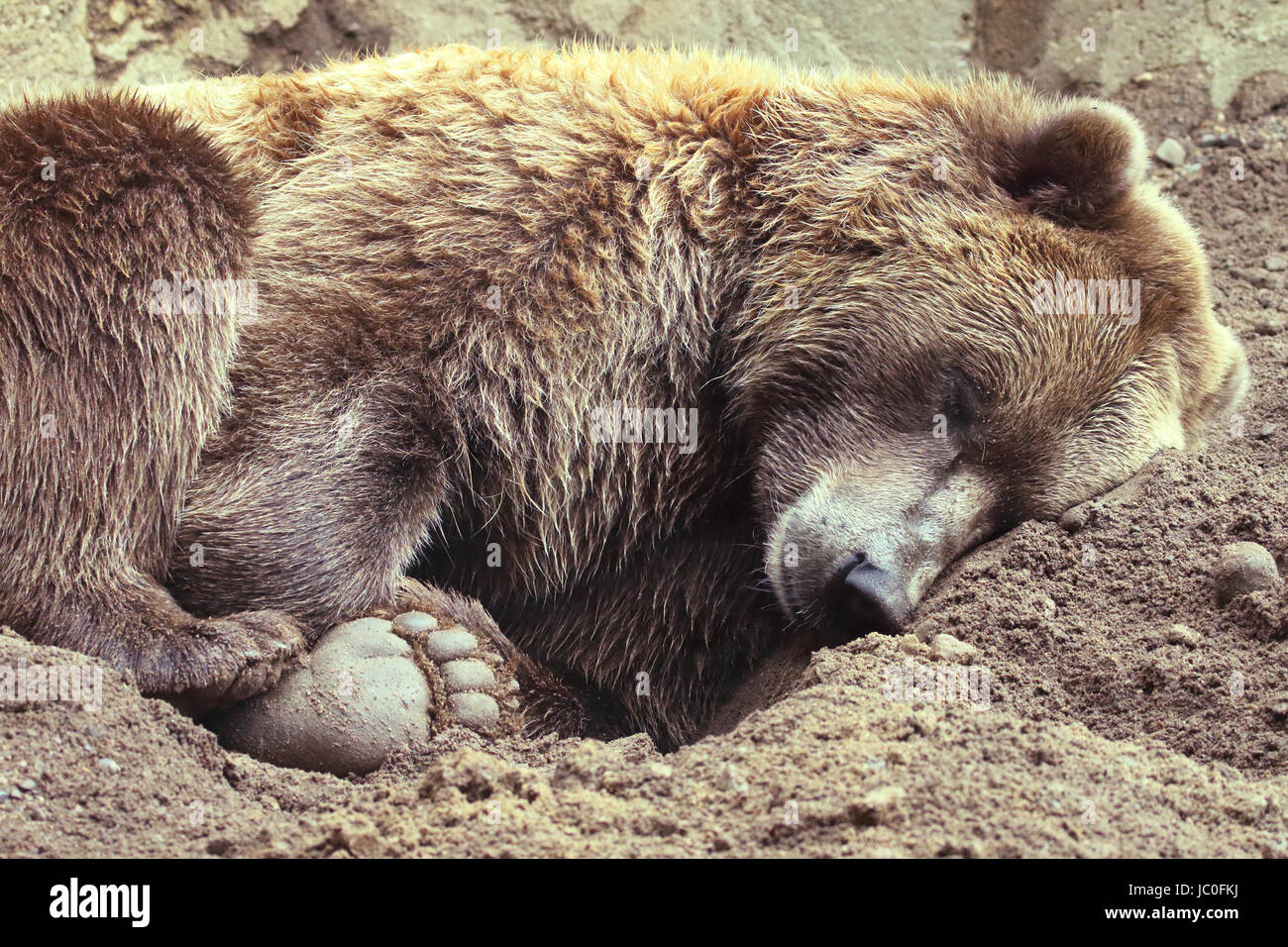 Brown bear sleeping hi-res stock photography and images - Alamy