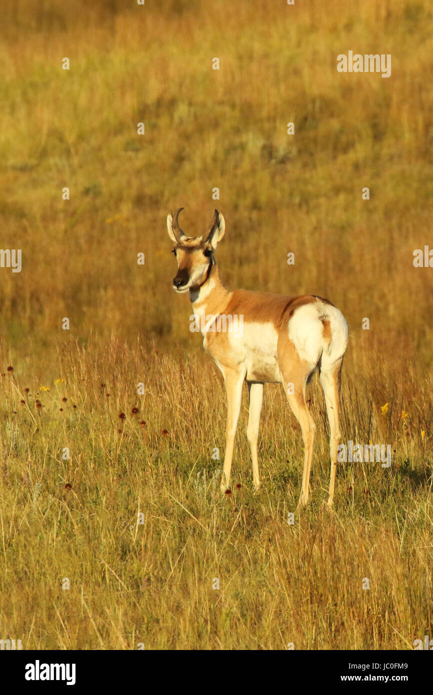 A Pronghorn Antelope looking back in the Badlands of North Dakota Stock