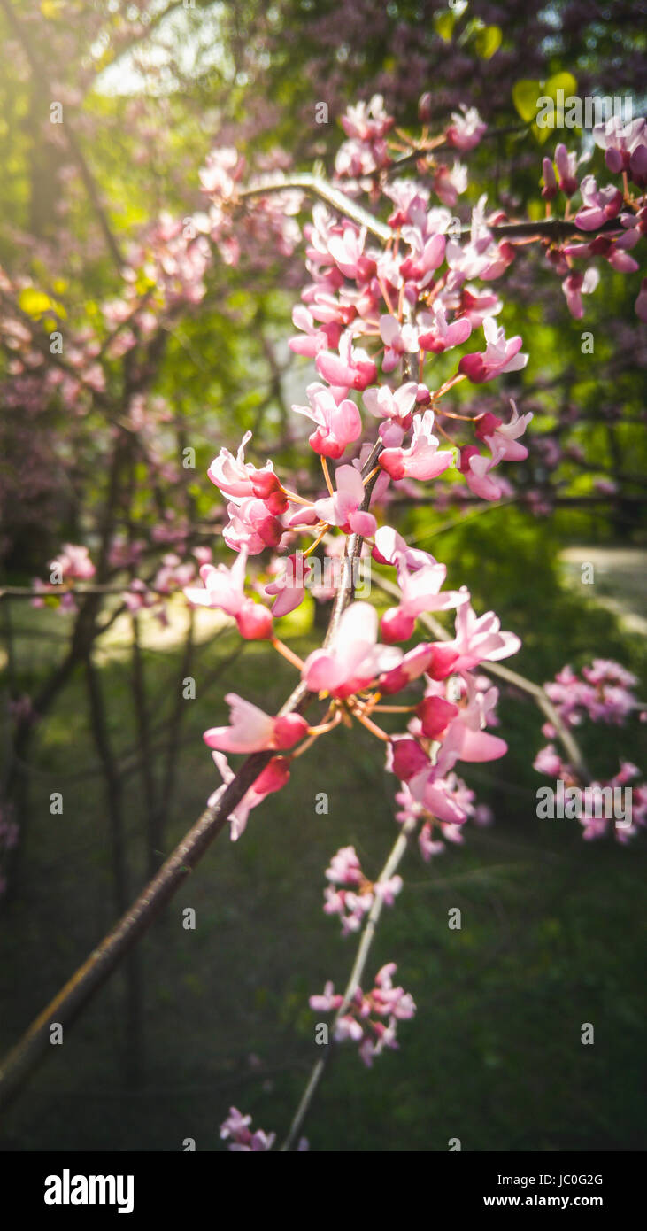 Macro photo of pink cherry blossoms on branch at sunny day Stock Photo ...