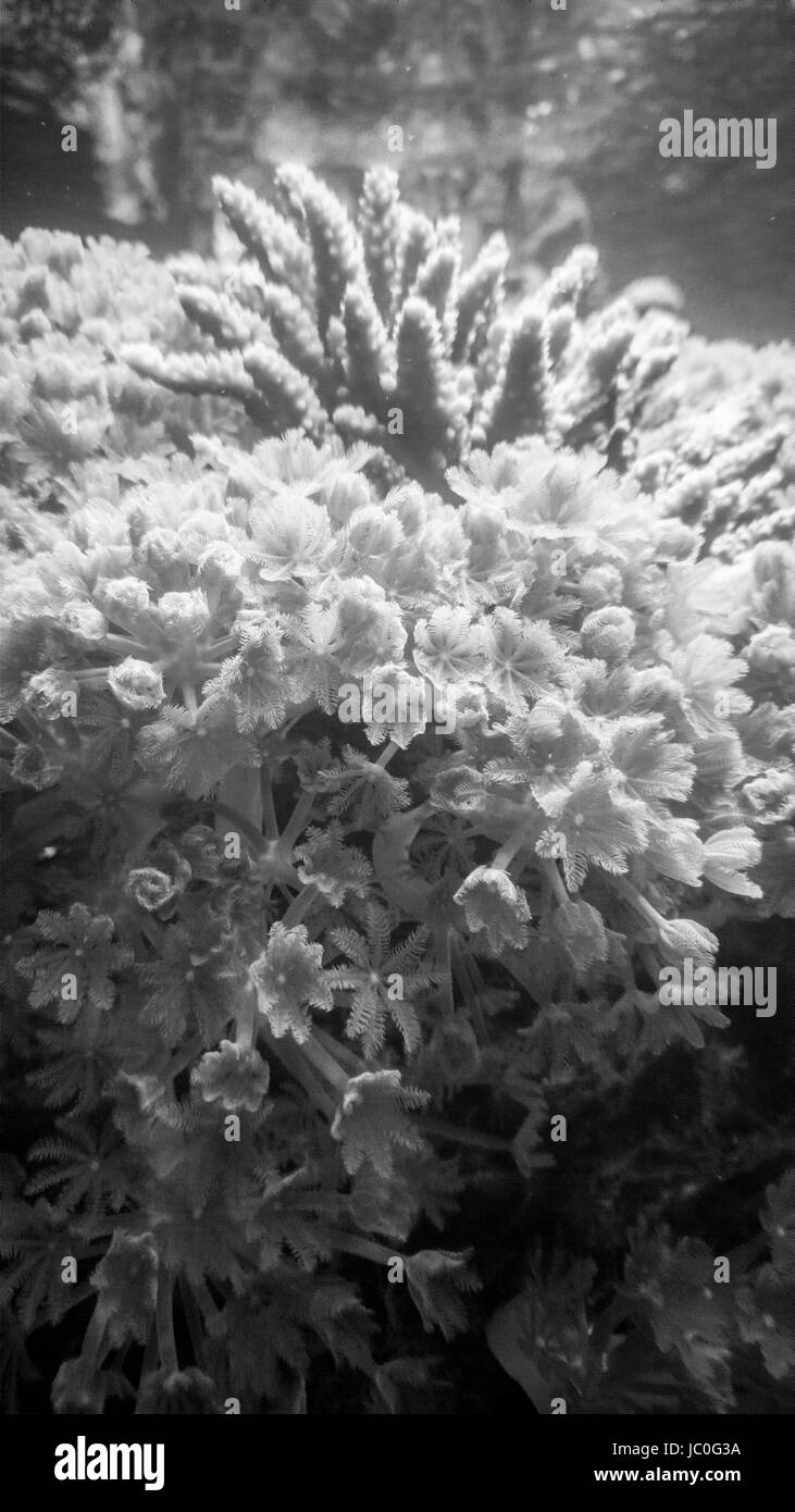 Closeup black and white photo of anemones and coral underwater Stock Photo