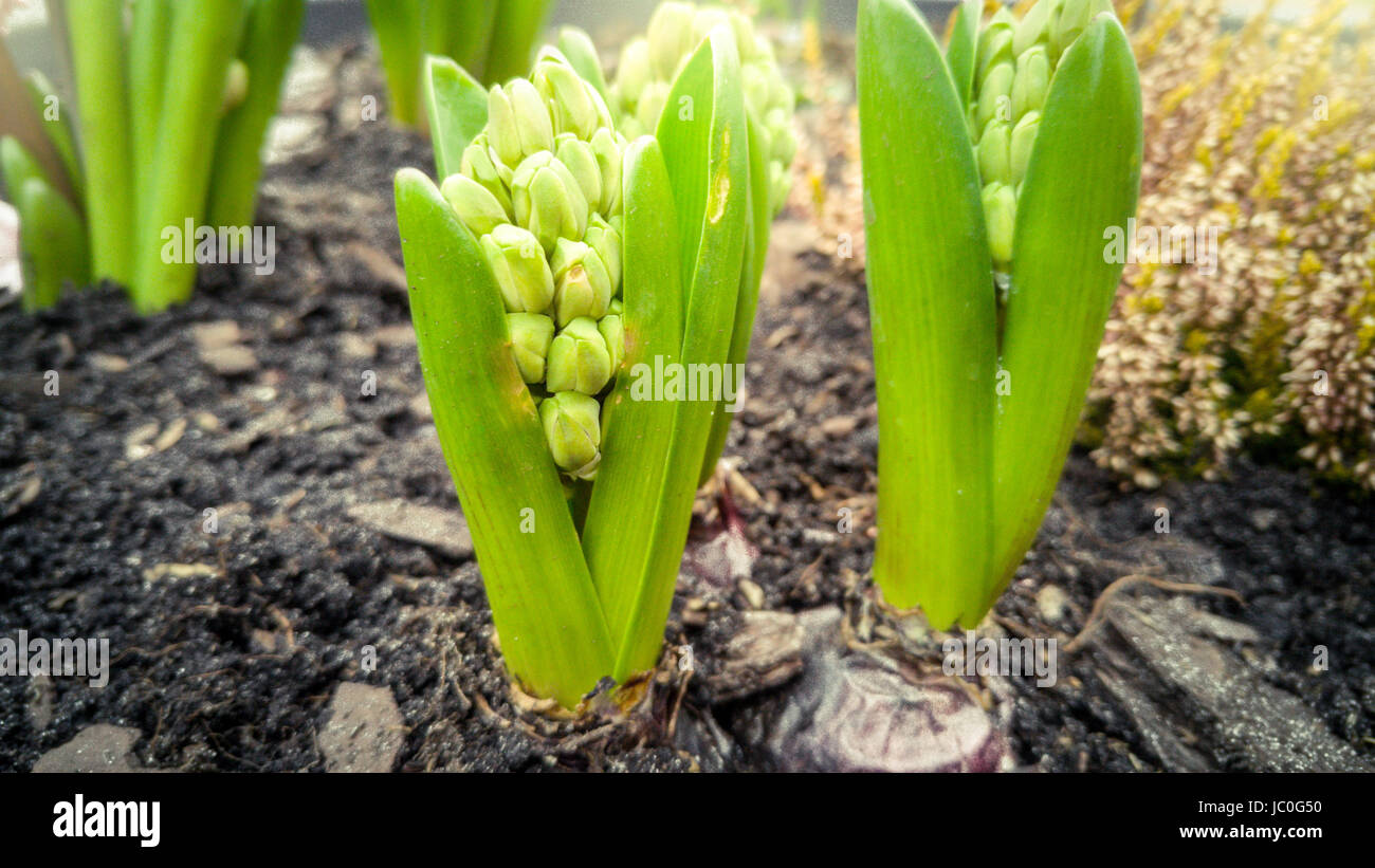 Closeup photo of little flower sprouts on flowerbed Stock Photo