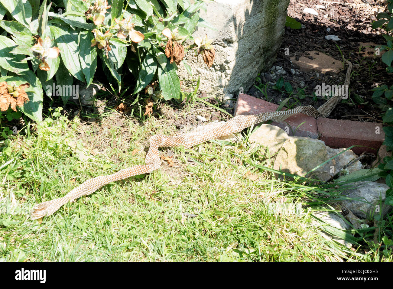 The hawk gets another look at the snake