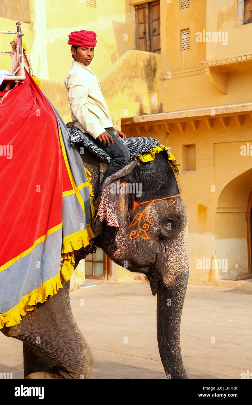 India man riding decorated elephant hi-res stock photography and images ...