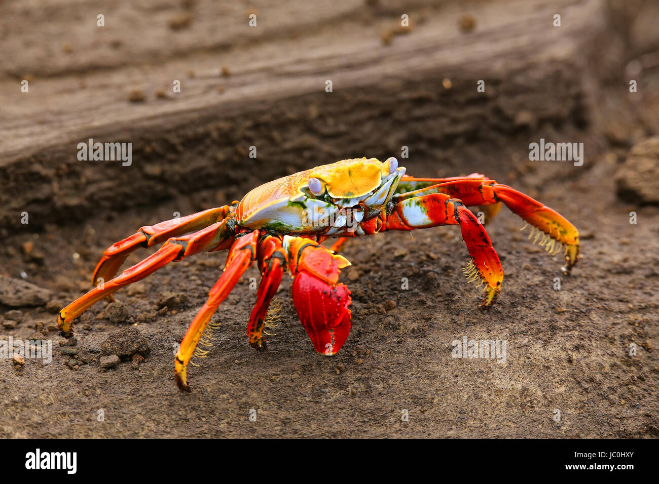 Sally lightfoot crab (Grapsus grapsus) on Santiago Island in Galapagos National Park, Ecuador Stock Photo