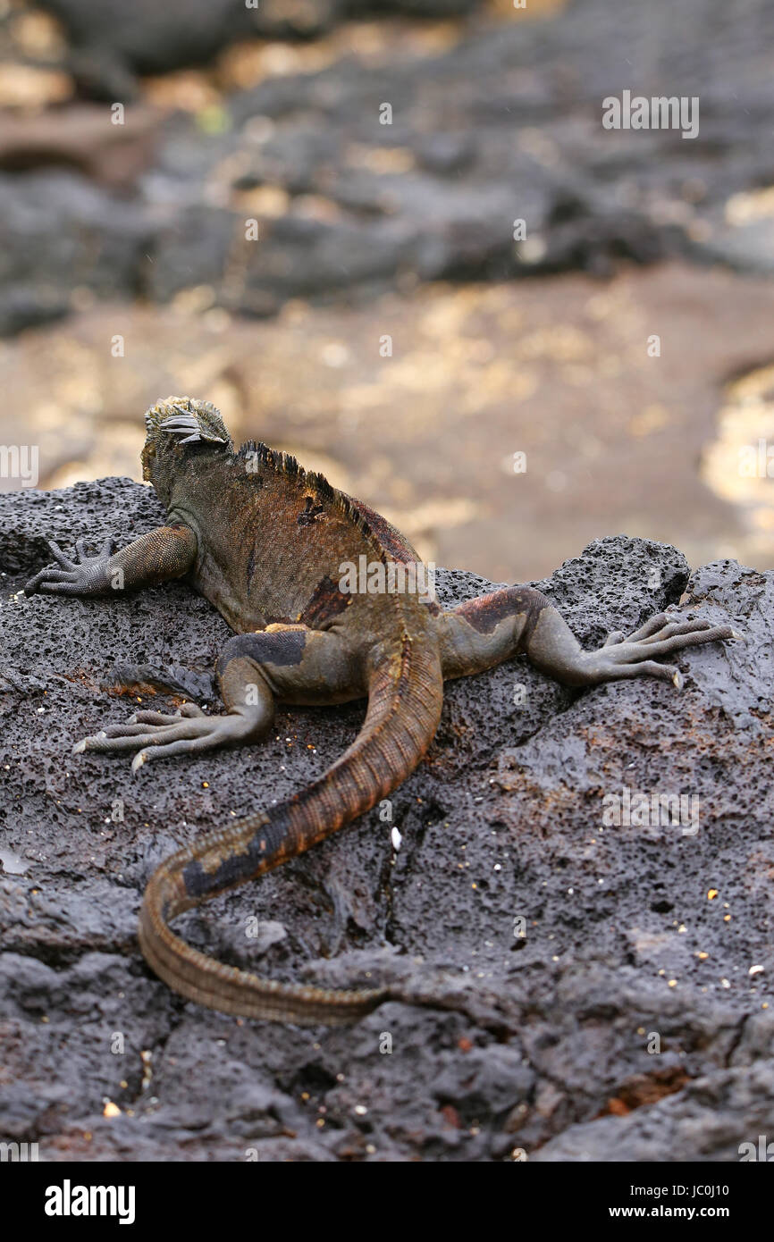 Galapagos marine reserve hi-res stock photography and images - Alamy