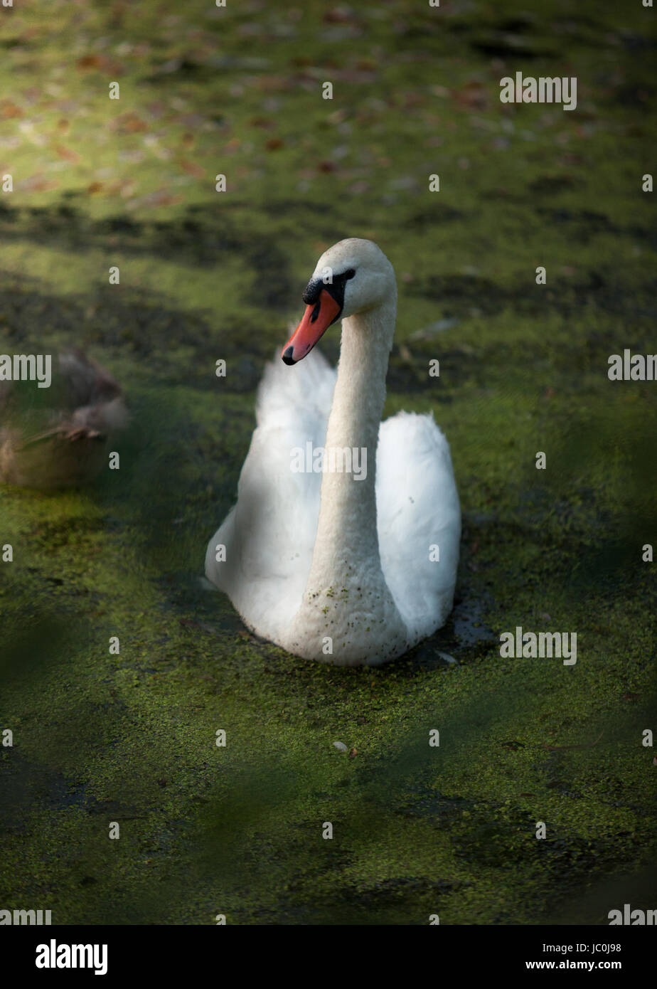 Beautiful white swan swimming on lake at sunset Stock Photo - Alamy