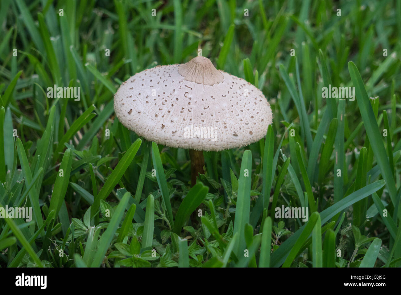 Mushroom growing in the grass Stock Photo