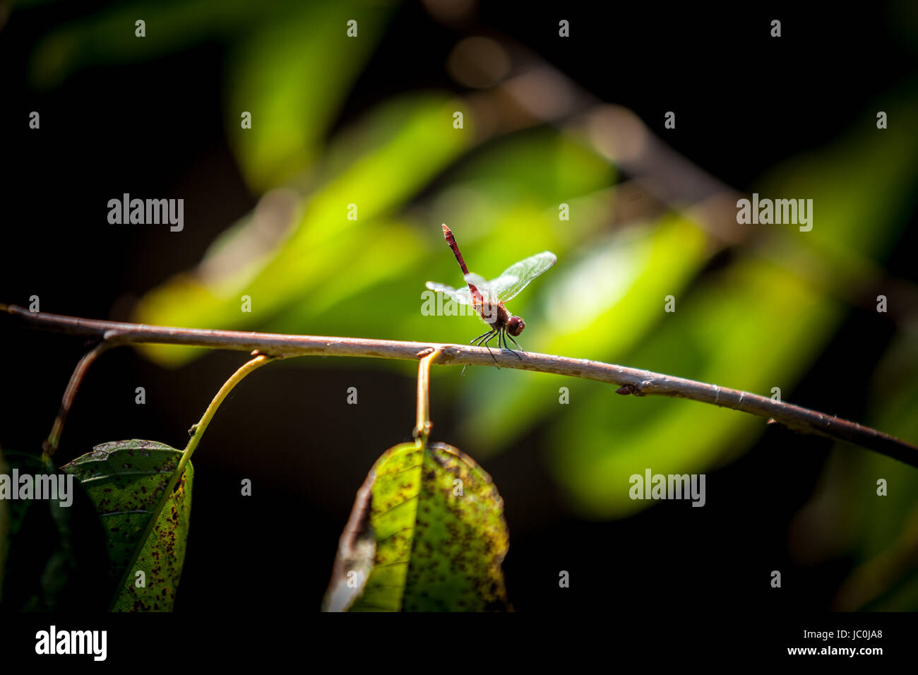 Macro shot of beautiful dragonfly sitting on branch at forest Stock ...