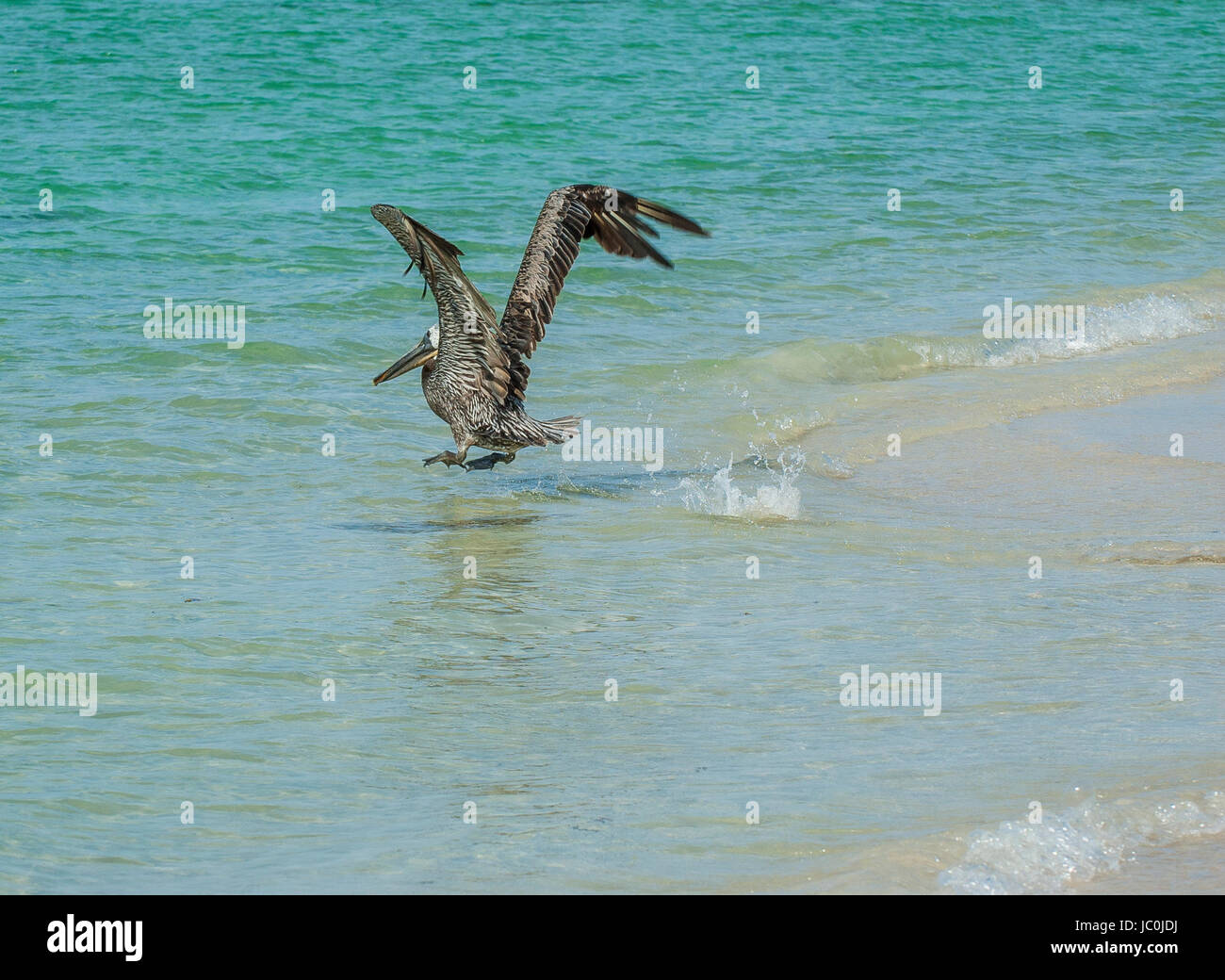 Pelican Flying Over Tecolote Beach In La Paz, Baja California Sur. Mexico Stock Photo
