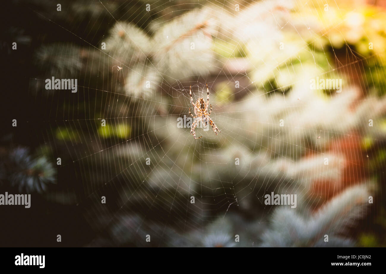 Macro shot of big spider sitting on big web at forest Stock Photo - Alamy