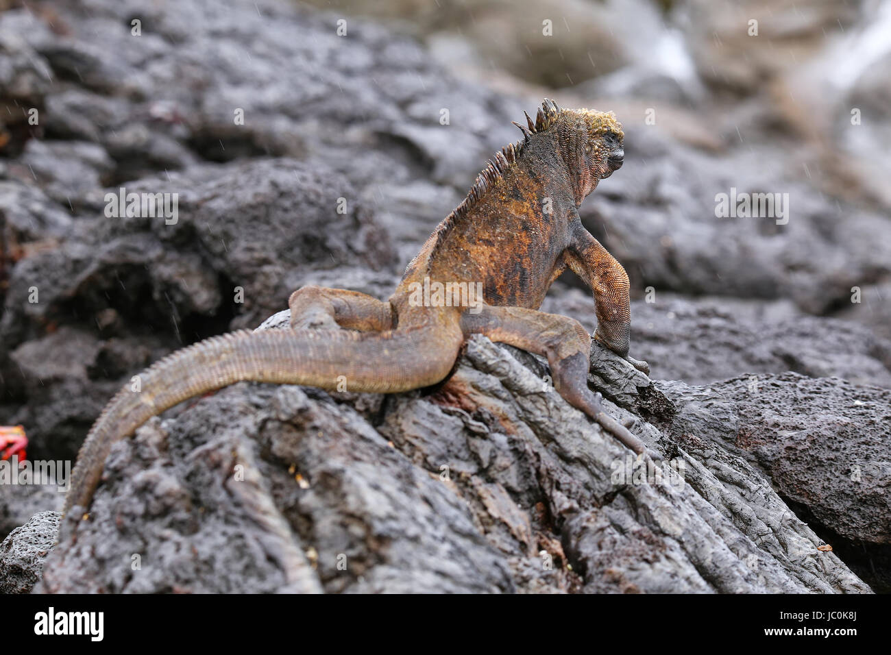 Galapagos marine reserve hi-res stock photography and images - Alamy
