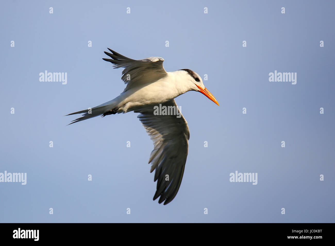 Royal tern (Thalasseus maximus) flying above Paracas Bay, Peru. Paracas Bay is well known for its abundant wildlife. Stock Photo