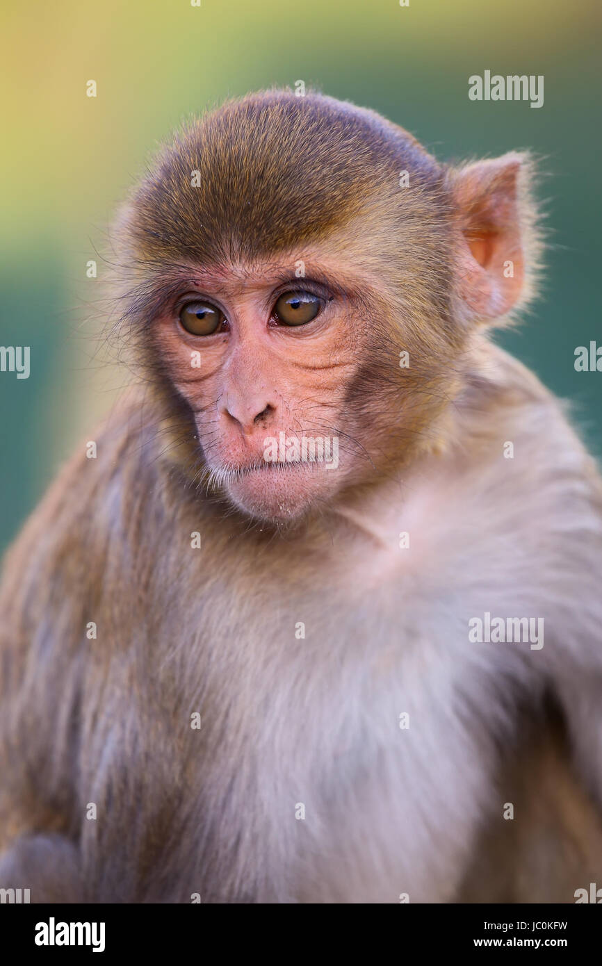 Portrait of Rhesus macaque (Macaca mulatta) in Galta Temple in Jaipur ...
