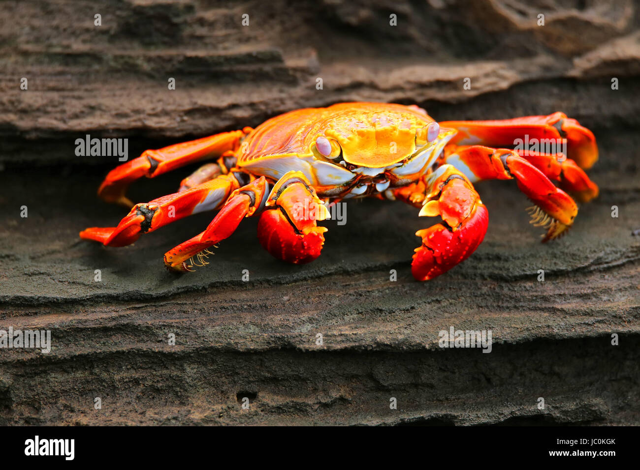 Sally lightfoot crab (Grapsus grapsus) on Santiago Island in Galapagos National Park, Ecuador Stock Photo