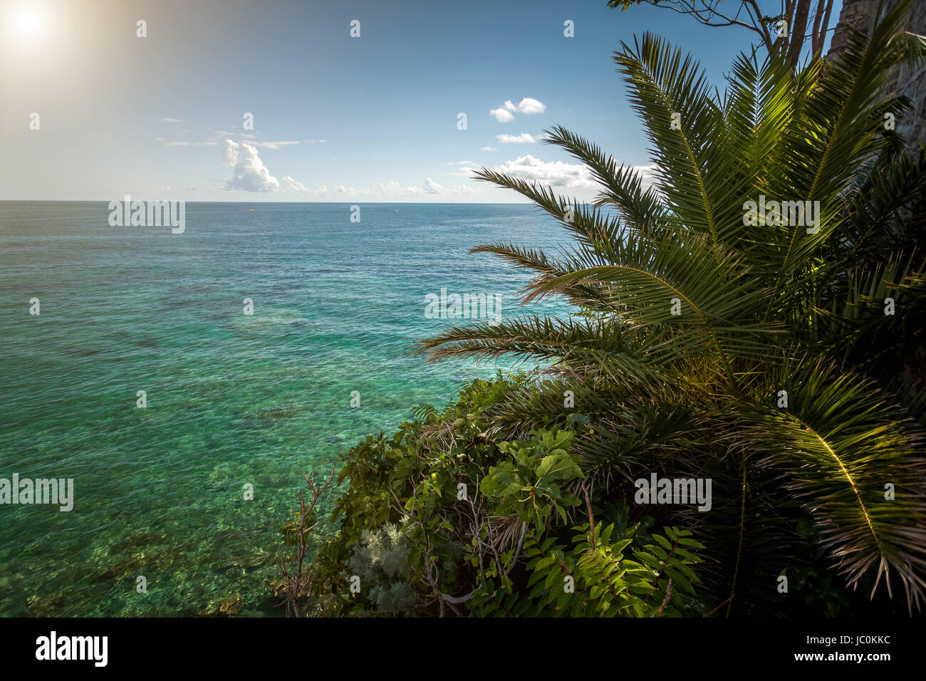 Beautiful view of palm tree growing at sea beach at sunny day Stock ...