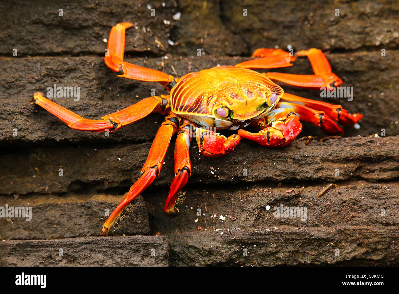 Sally lightfoot crab (Grapsus grapsus) on Santiago Island in Galapagos National Park, Ecuador Stock Photo