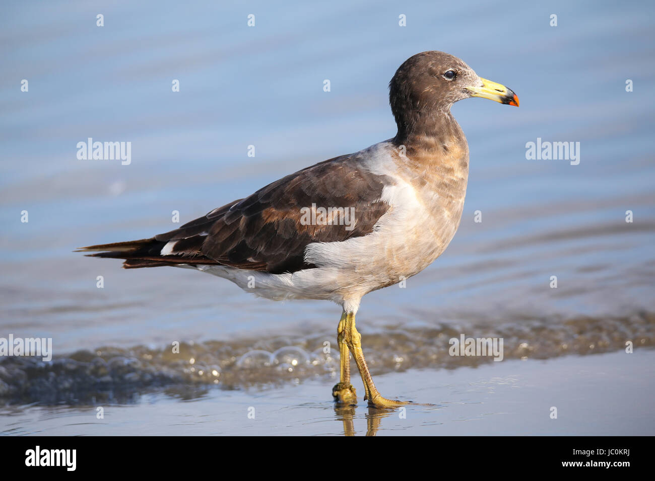 Belcher's Gull (Larus belcheri) on the beach of Paracas Bay, Peru