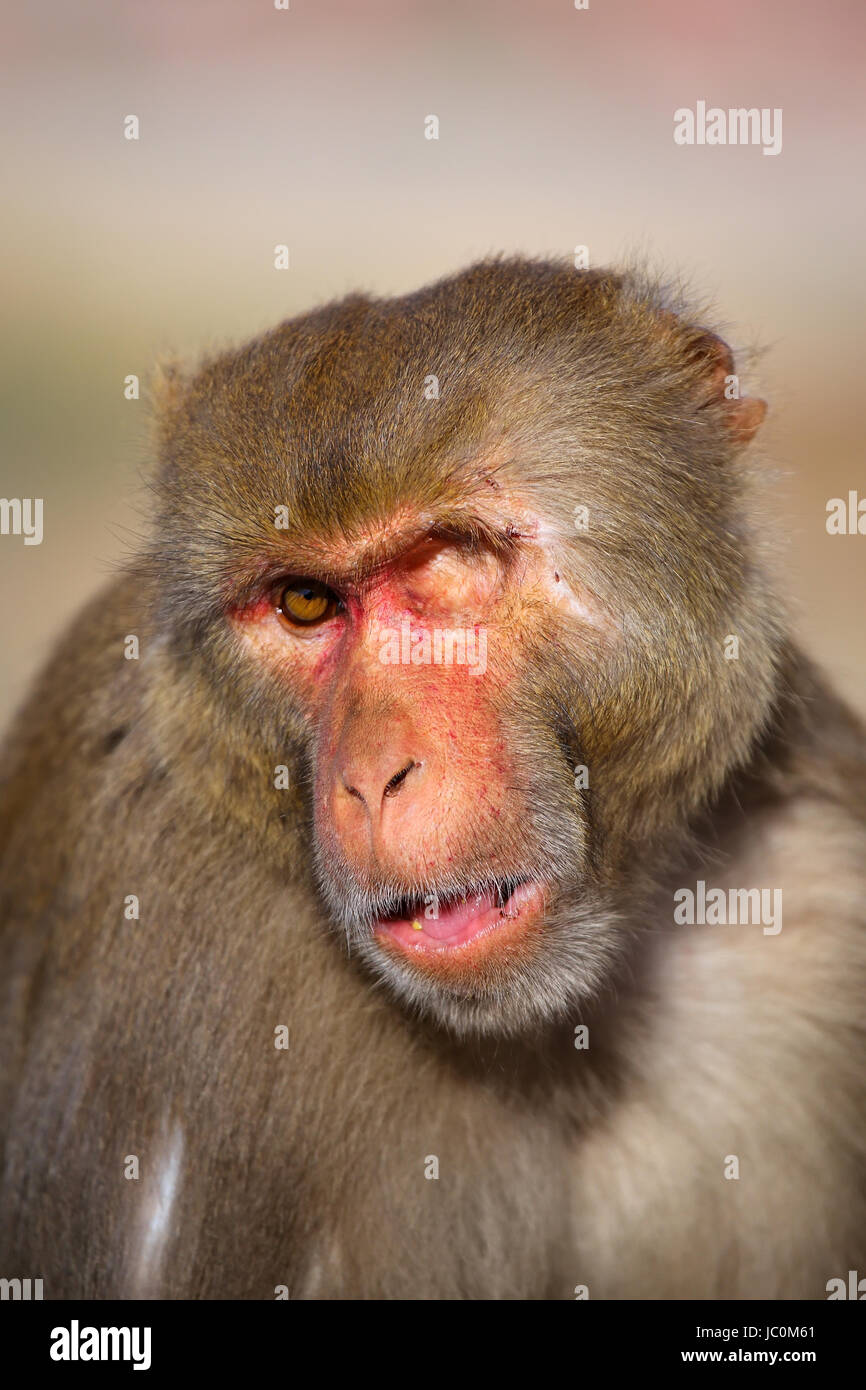 Portrait of oneeyed Rhesus macaque (Macaca mulatta) in Galta Temple