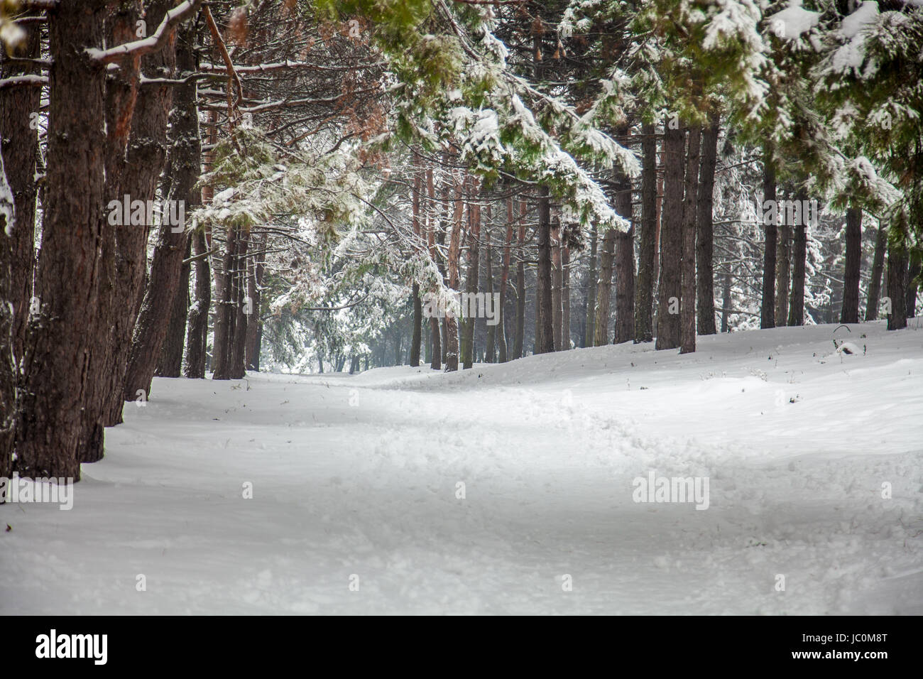 Outdoor shot of alley at park covered with snow Stock Photo - Alamy