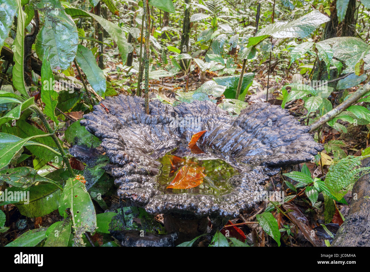 A giant bracket fungus growing in pristine tropical rainforest. It is holding a pool of water, breeding ground for mosquito larvae as well as certain  Stock Photo