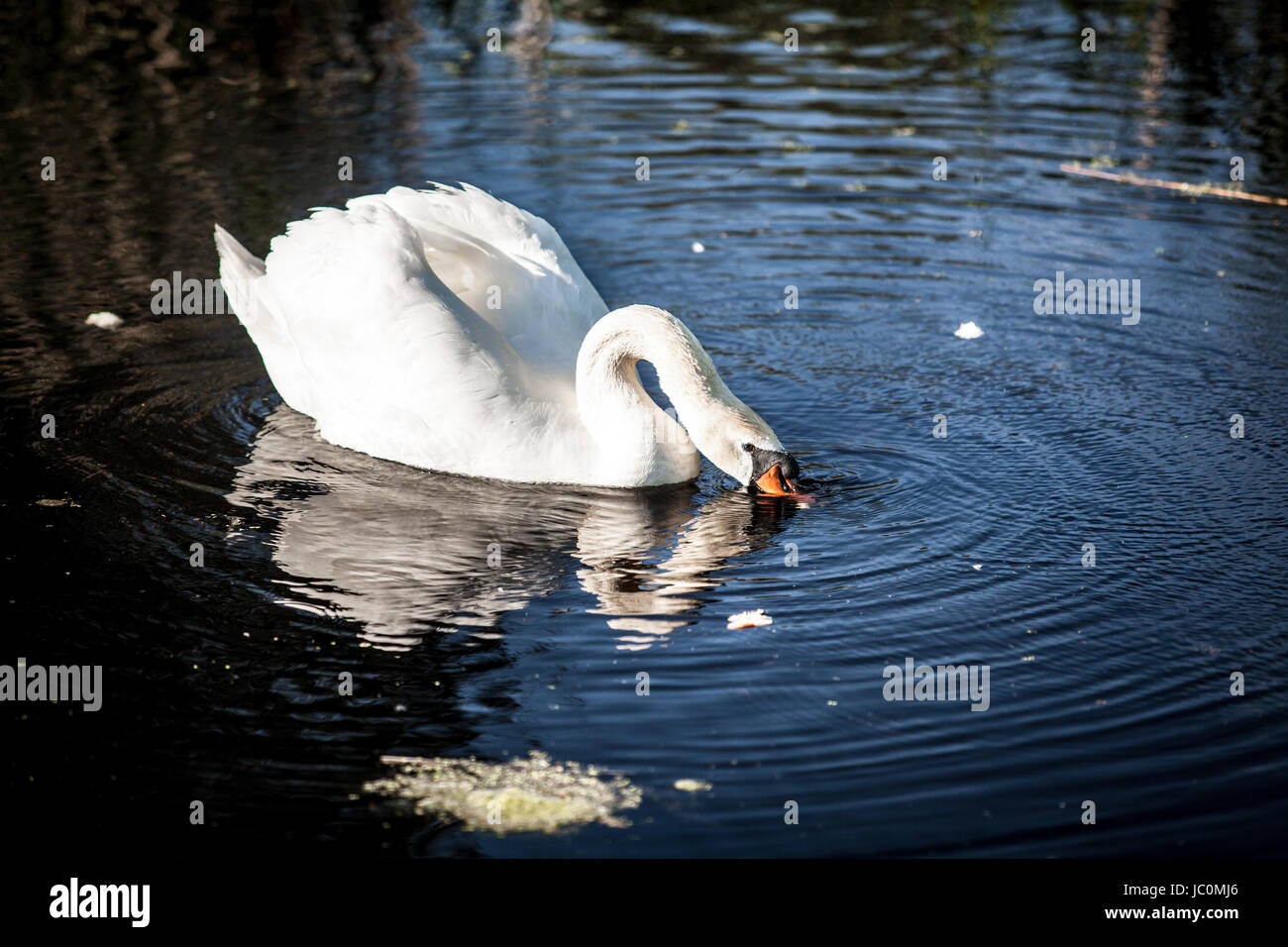 Beautiful white swan on lake drinking water Stock Photo - Alamy