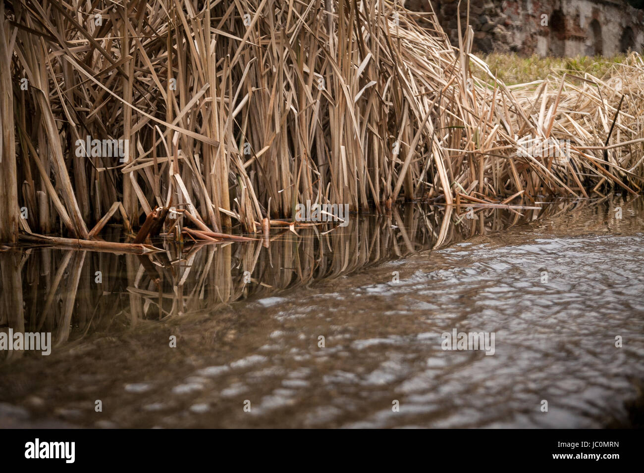 Lake view reeds grass flower hi-res stock photography and images - Alamy