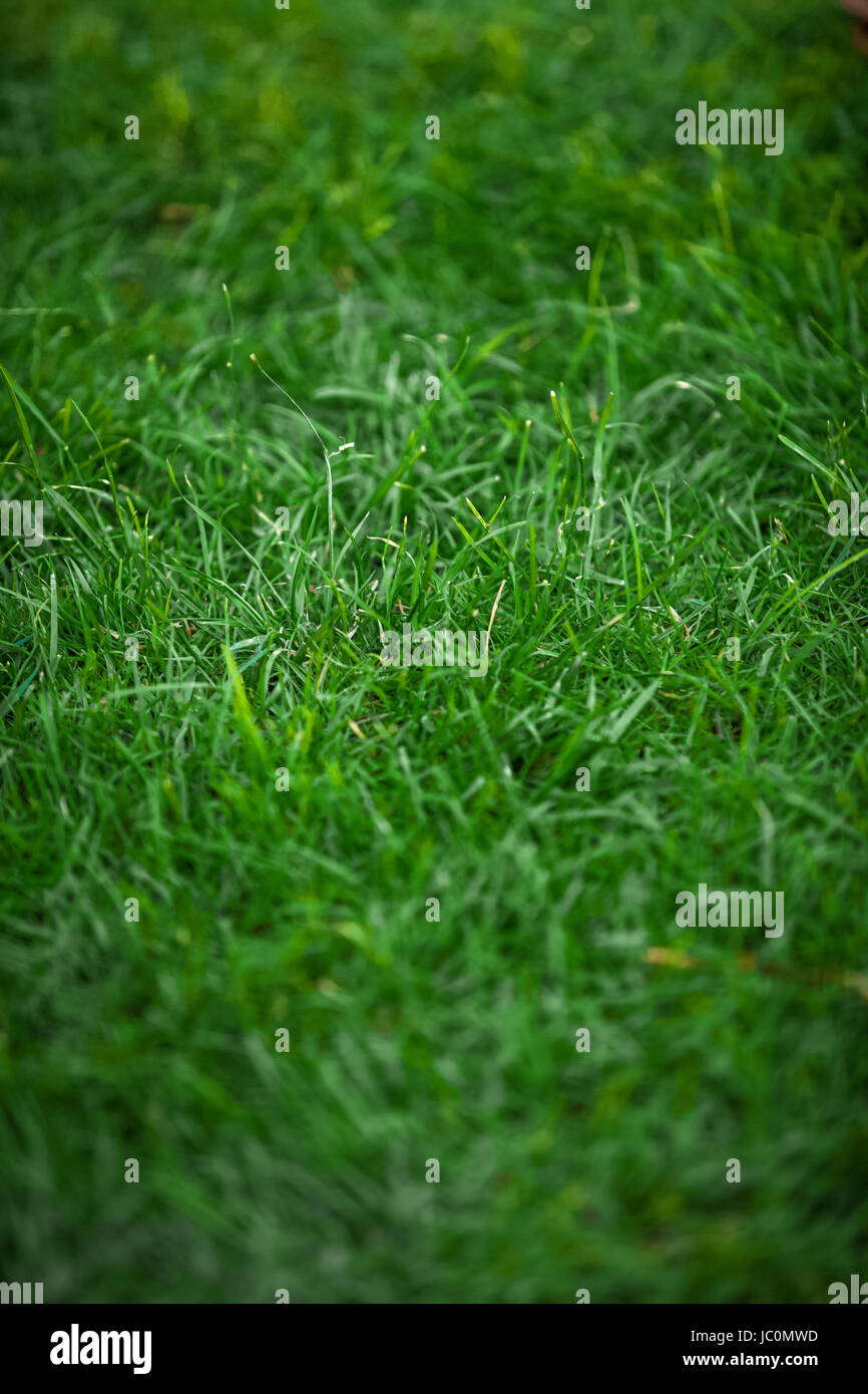 Vertical shot of uncut fresh green grass Stock Photo - Alamy