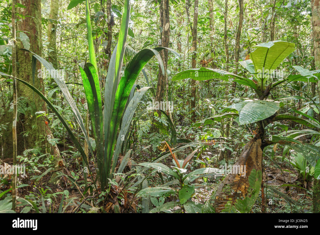 Australian Rainforest Understory Plants informacionpublica.svet.gob.gt