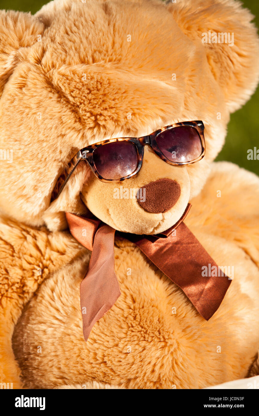 Portrait of teddy bear in sunglasses having sunbath Stock Photo Alamy
