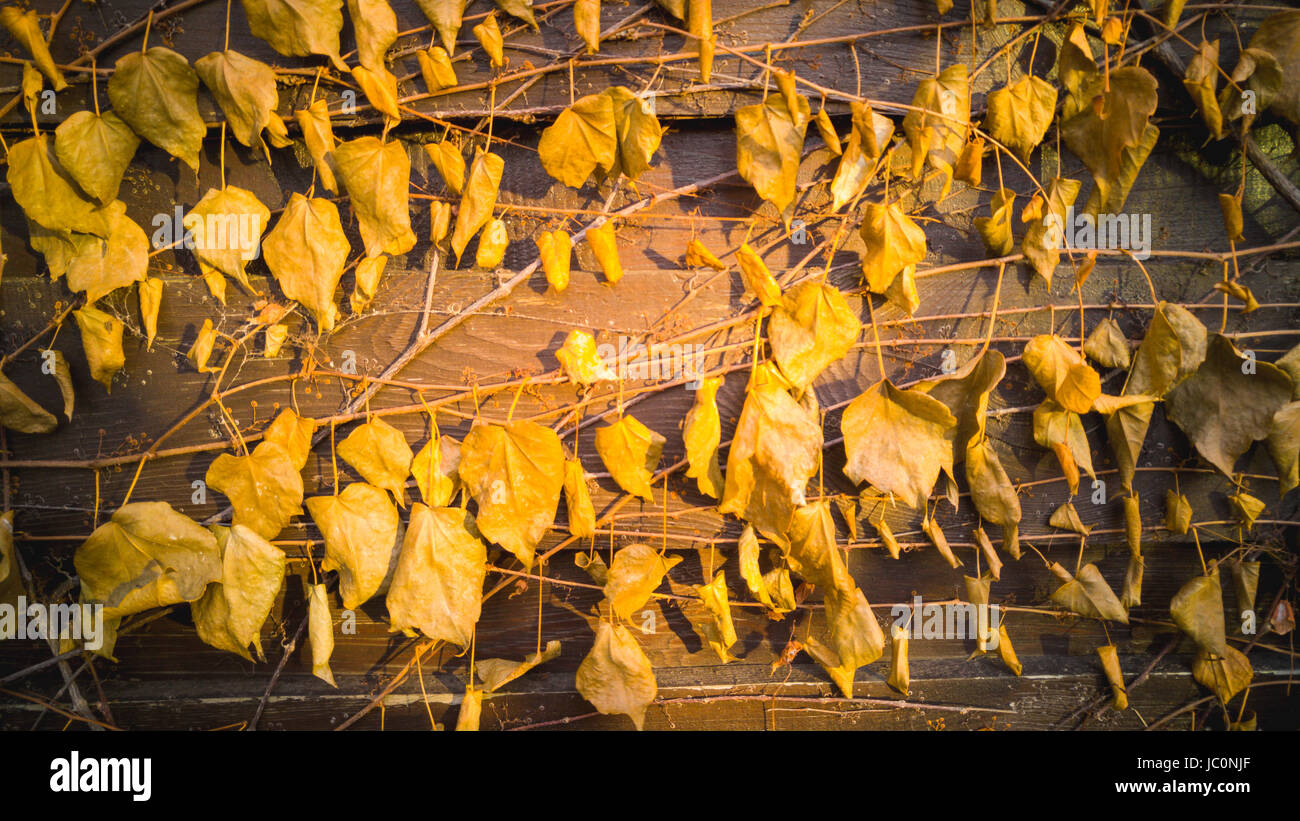 Closeup photo of golden leaves on old wooden fence Stock Photo