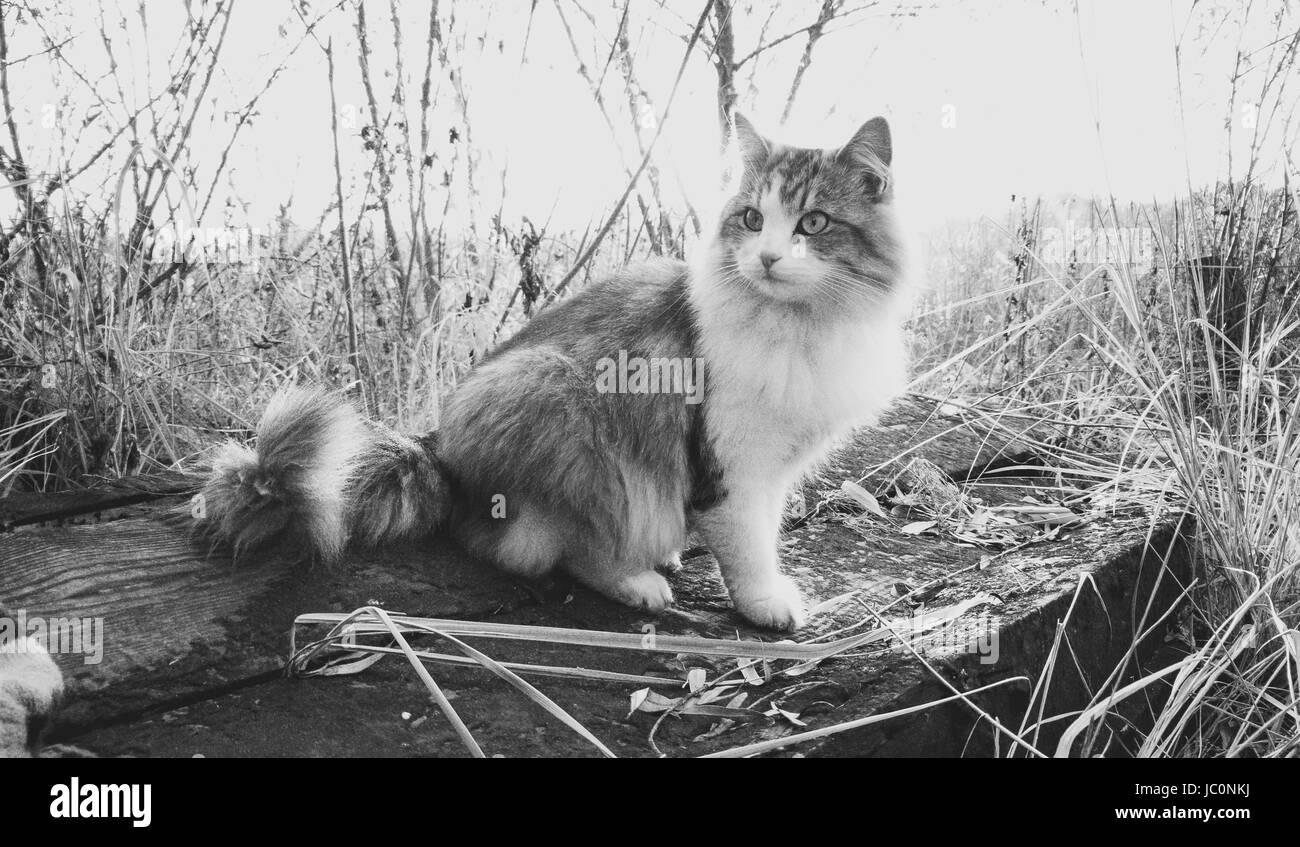 Black and white photo of beautiful cat sitting on log at lake Stock ...