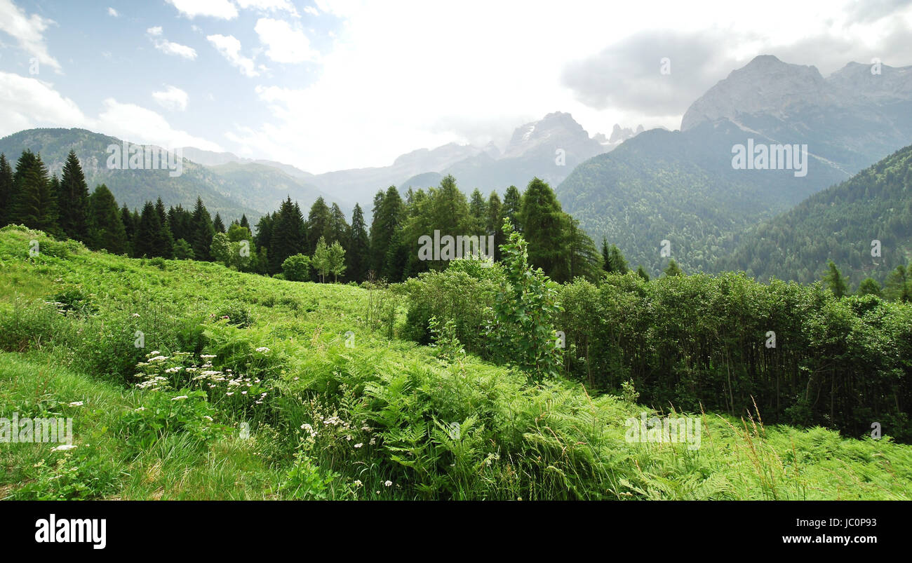 green meadow in Dolomites mountains in summer day, Italy Stock Photo ...