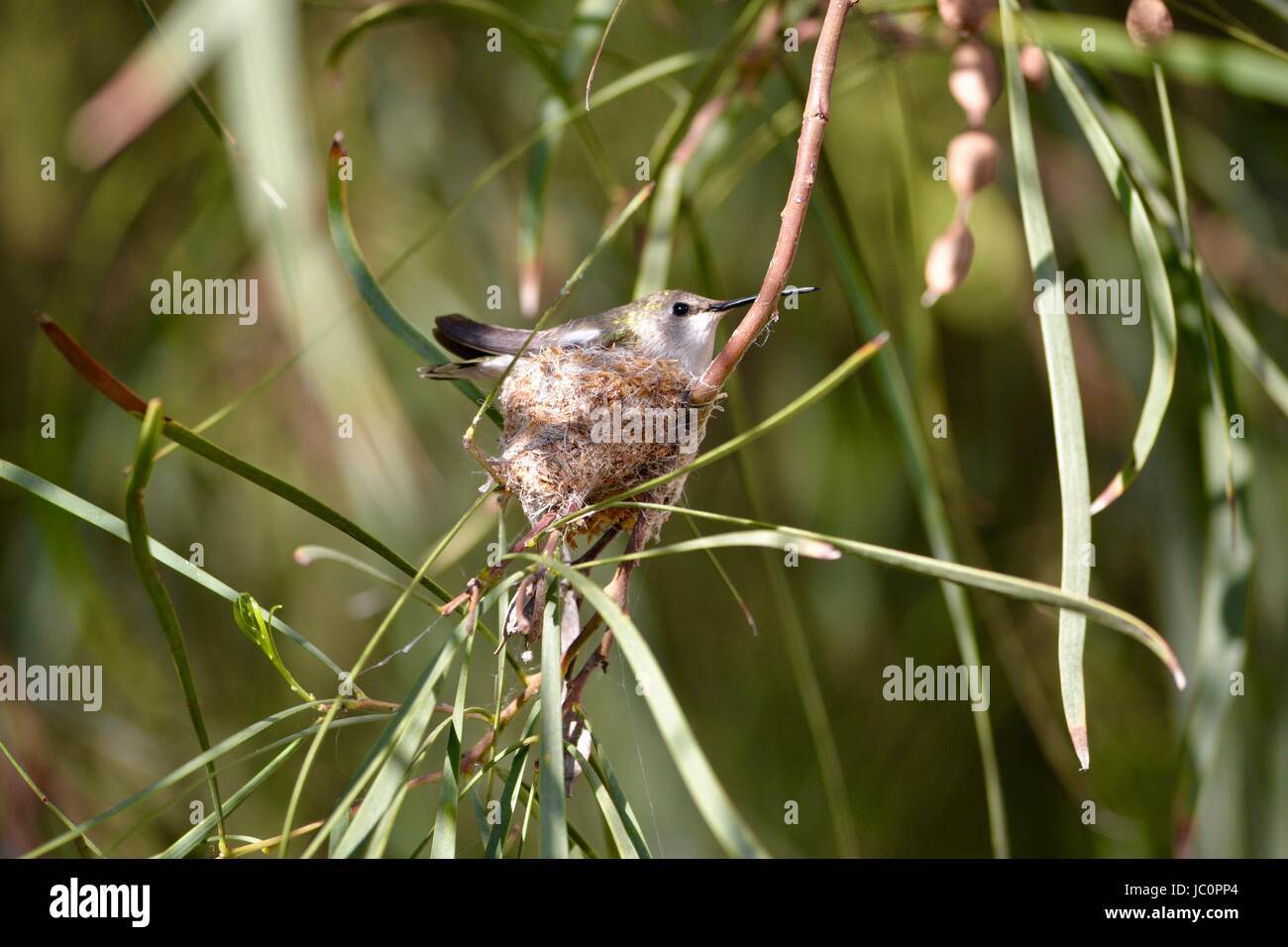 Hummingbird in nest Stock Photo