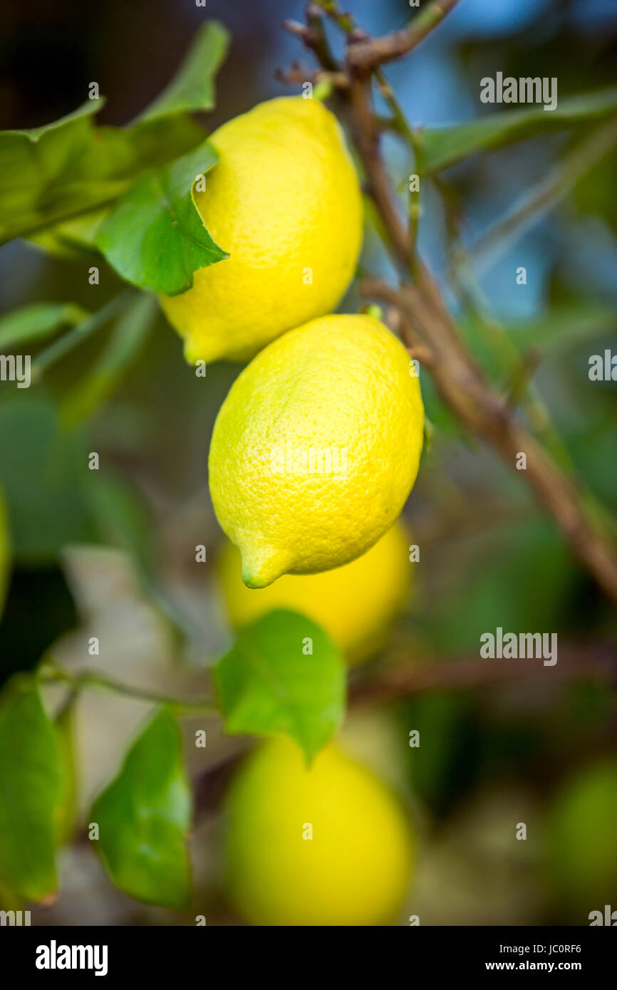 Two fresh ripe lemons hanging on tree branch at garden Stock Photo - Alamy