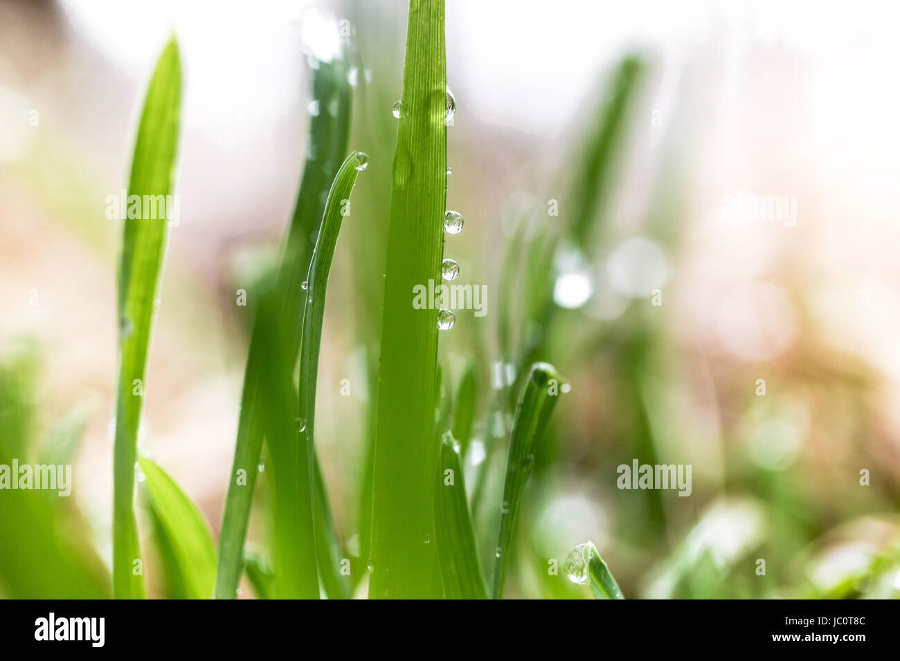 Macro photo of dew on fresh green grass at morning Stock Photo - Alamy