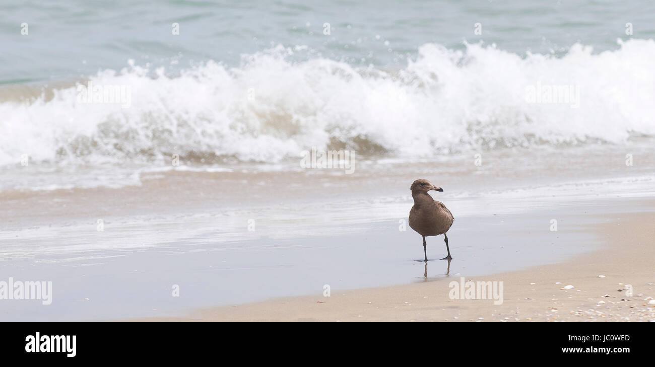 Seagull walking on the beach, Ensenada Baja California. MEXICO Stock Photo