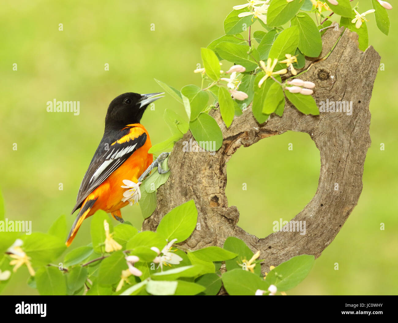 A male Baltimore Oriole pausing in a hollow of Honeysuckle during summer. Stock Photo