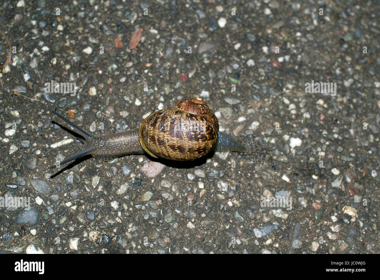 Closeup of a common garden snail, Cornu aspersum, slugging through a