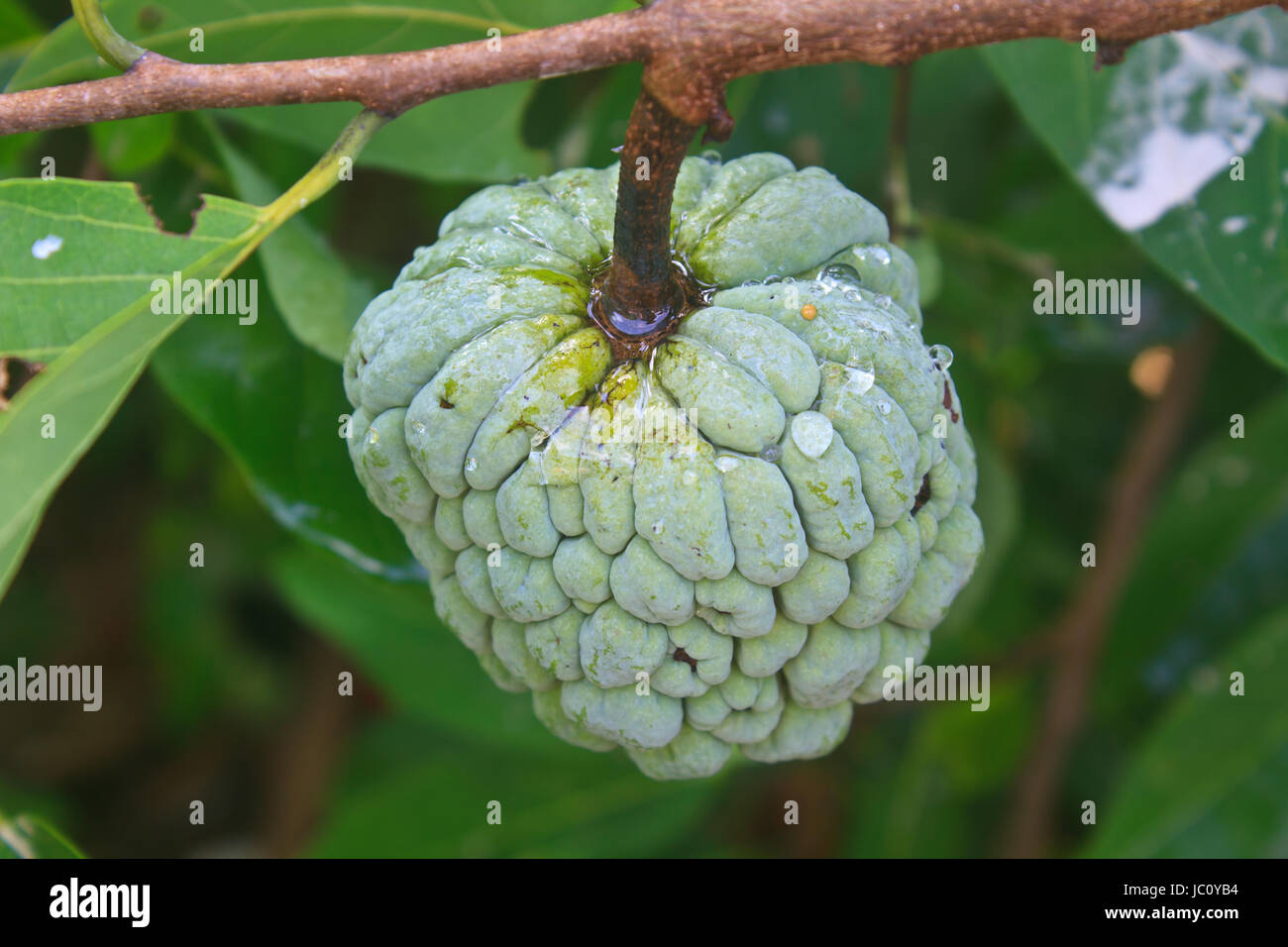 Custard apples or Sugar apples growing on a tree in garden, Thailand