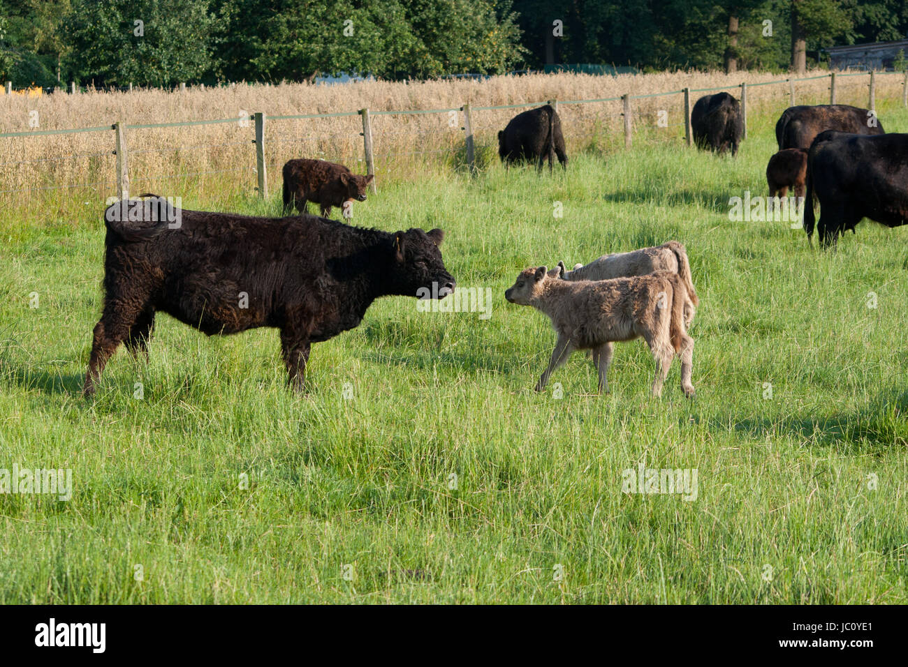 cow with calves Stock Photo