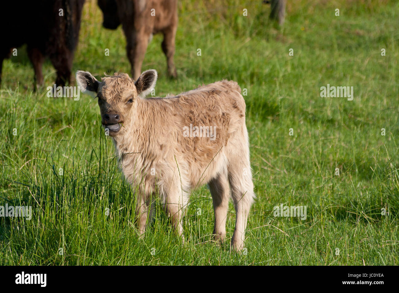 highland calf Stock Photo