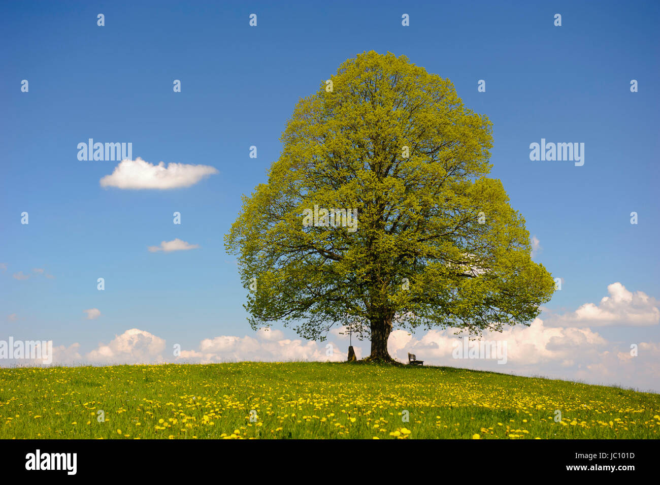 Große perfekt gewachsene Linde im Allgäu auf einer Frühlingswiese Stock Photo