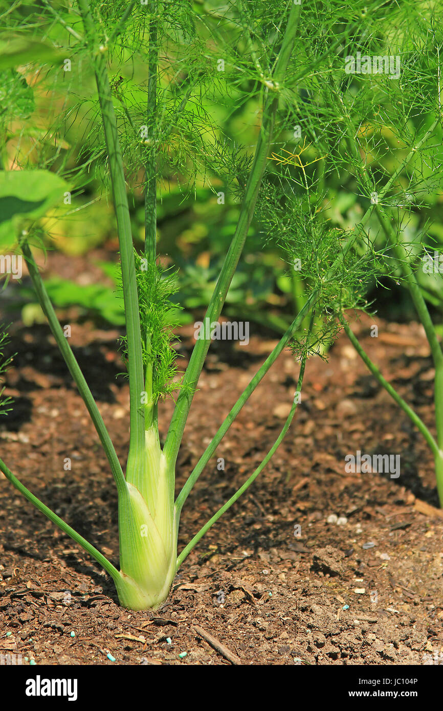 Garten Fenchel Stock Photos Garten Fenchel Stock Images Alamy